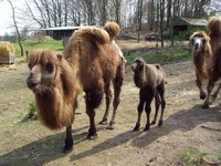 Klik for stort billede